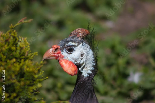 Obraz Common guinea fowl (Numida meleagris).