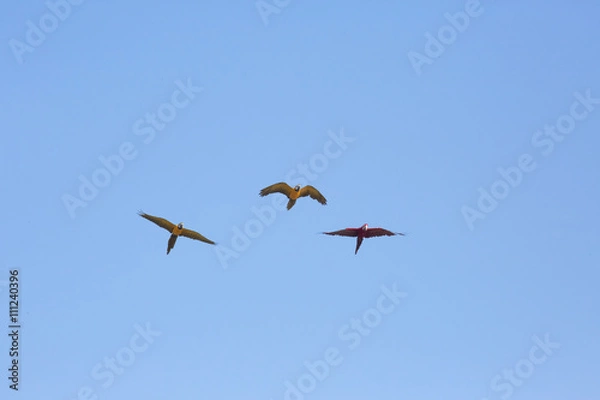 Fototapeta macaws parrot flying in the clear sky
