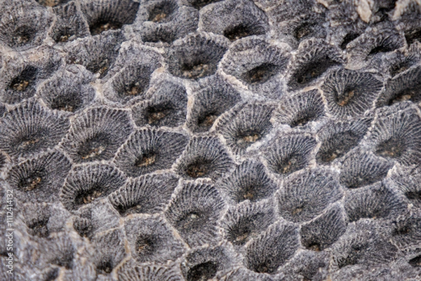 Obraz Petoskey Rivits