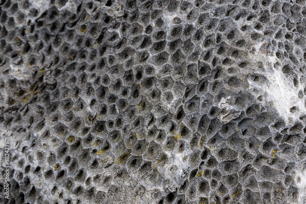 Obraz Petoskey Fossil