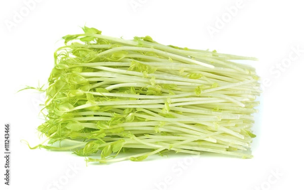 Fototapeta Sweet peas sprout on a white background