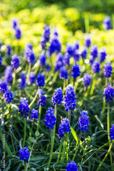 Fototapeta Muskari