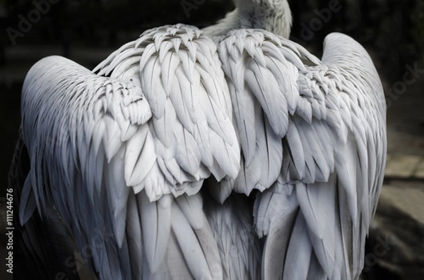 Fototapeta gray bird wings, feathers, birds back