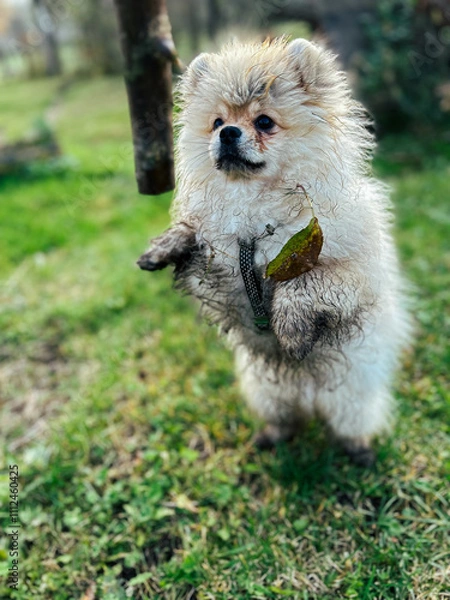 Fototapeta From Fluff to Mud: An adorable Pomeranian puppy's playful transformation captured after an enthusiastic outdoor adventure. 