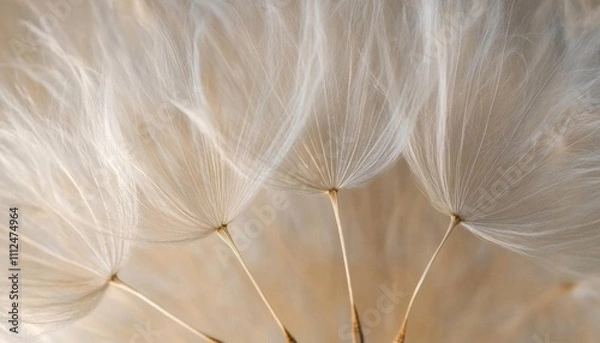 Fototapeta Delicate dandelion seeds softly illuminated, showcasing nature's beauty.