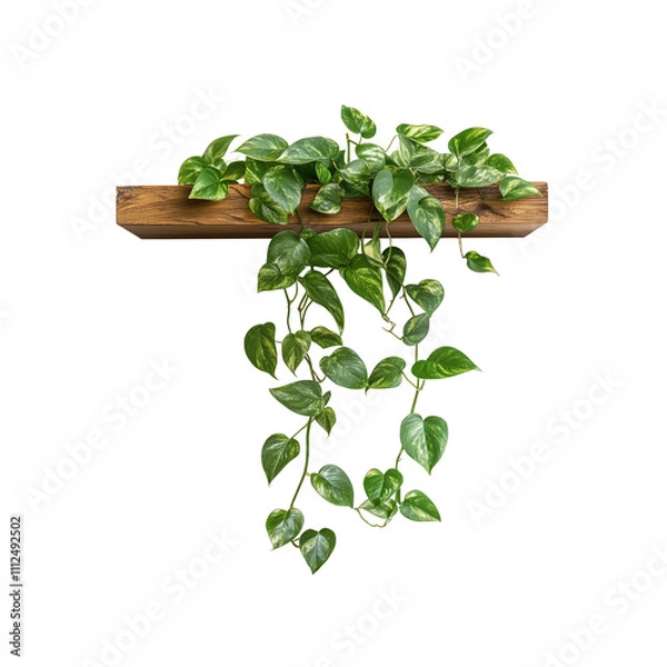 Obraz A trailing pothos plant hangs from a wooden wall shelf, isolated on the white background


