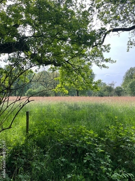 Fototapeta tree in the park