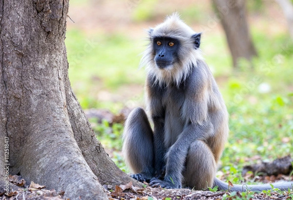 Obraz long tailed macaque