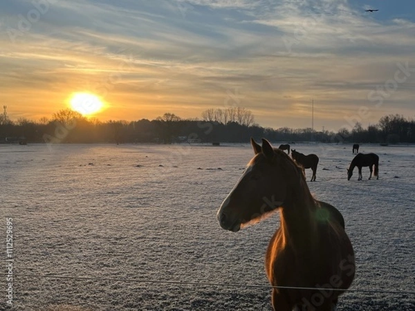 Fototapeta horse at sunset in the snow
