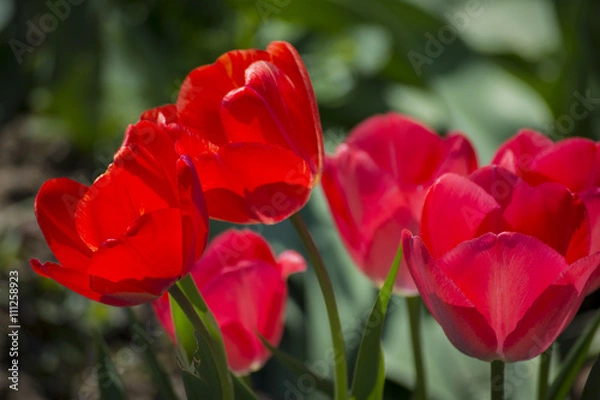 Obraz Red Tulips, Medium Close-up