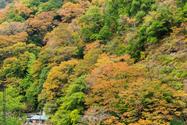 Fototapeta 秋色に染まる袋田の滝（茨城県大子町）