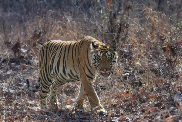 Obraz Tiger closeups