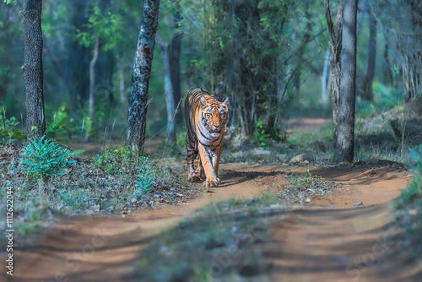 Obraz A tiger walking in the forest