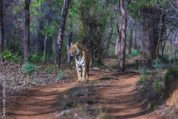 Obraz Tiger in the forest