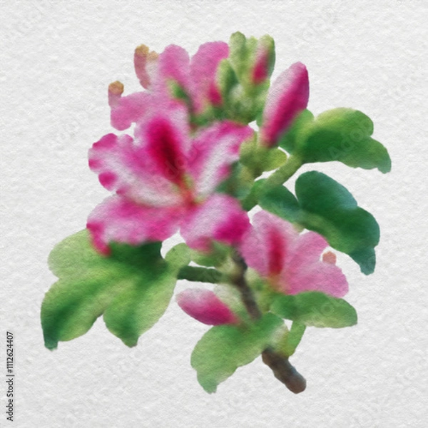 Obraz Pink Bauhinia Blossom in Watercolor Style with clipping path