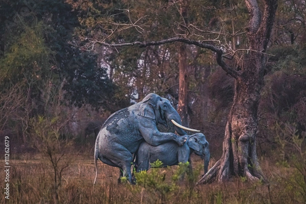 Obraz Elephant mating