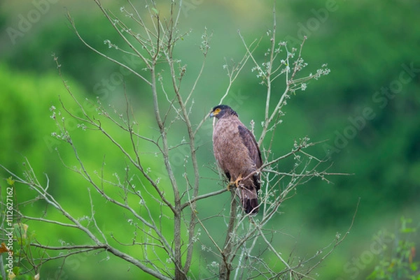 Obraz eagle in the forest
