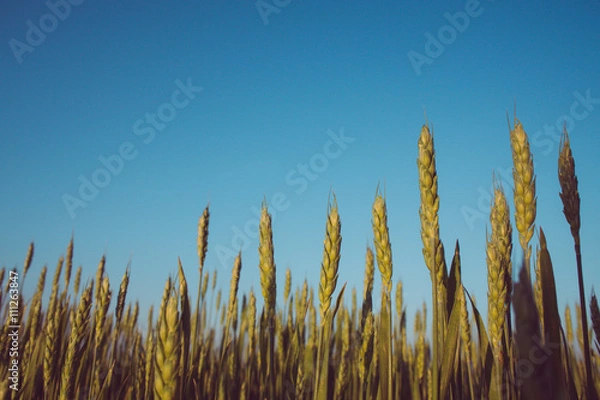 Fototapeta Fresh wheat field with blue sky in background