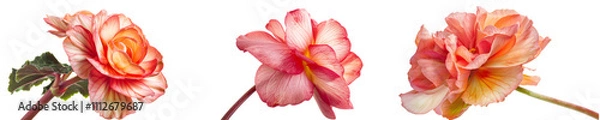 Fototapeta Beautiful Begonia Blooms in Various Colors for Floral Design and Decoration Purposes  on a White Background