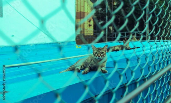 Obraz Stray cat Confined, looking through the bars