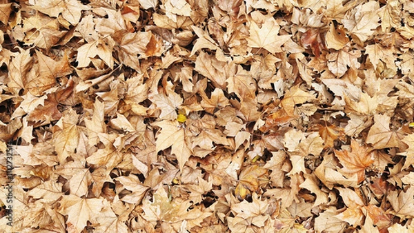 Obraz Autumn's Fallen Leaves
