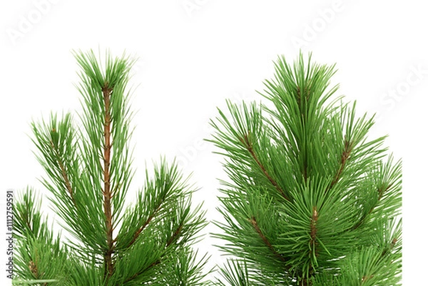 Obraz Pine tree branches isolated white background.AI GENERATED