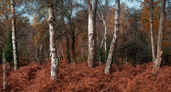Fototapeta Silver birches amidst golden ferns in the New Forest, a national park and one of the largest forested areas in southern England. 