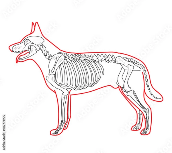 Fototapeta Skeletal system of animals. Animals Bone Structure hand drawing vector illustration