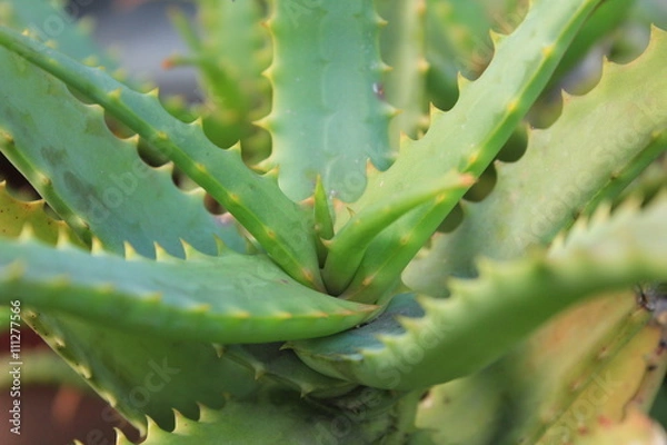 Fototapeta アロエ