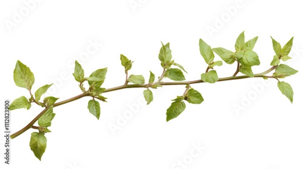 Fototapeta Green twig transparent background