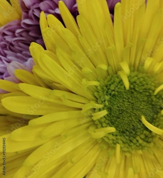 Obraz yellow chrysanthemum flower