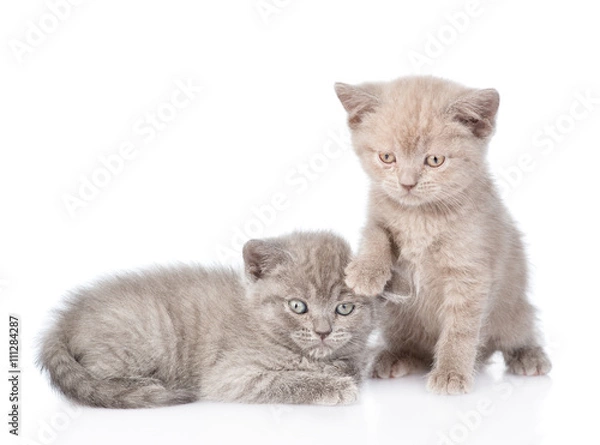 Obraz Portrait two cute kittens. isolated on white background