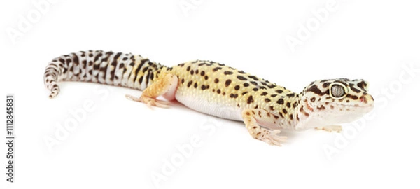Fototapeta One beautiful gecko isolated on white. Exotic pet