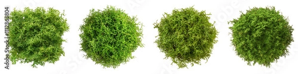 Fototapeta Irish moss isolated on transparent background, Set of