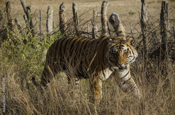 Obraz A Male Bengal Tiger marking his territory.Image taken during a tiger safari at Bandhavgarh national park in the state of Madhya Pradesh in India.Scientific name- Panthera Tigris Image Date: 10/01/2016