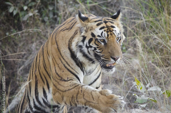 Obraz A Male Bengal Tiger marking his territory.Image taken during a tiger safari at Bandhavgarh national park in the state of Madhya Pradesh in India.Scientific name- Panthera Tigris 