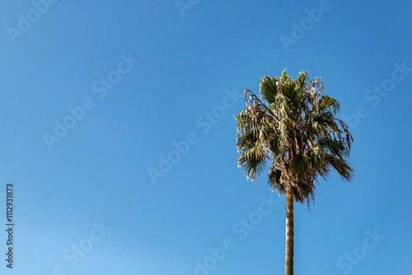 Fototapeta A single palm tree standing tall against a bright and clear blue sky in Los Angeles, California.