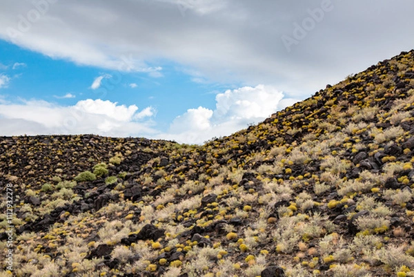 Fototapeta Volcanic terrain covered with desert plants at Petroglyph Monument, Albuquerque, under a blue sky with clouds