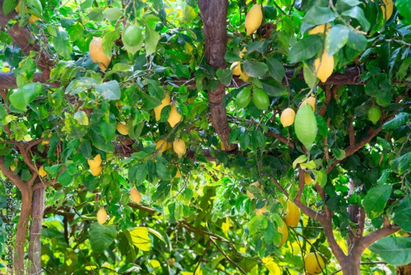 Fototapeta Fruits arch in Lemon garden of Sorrento at summer with passage