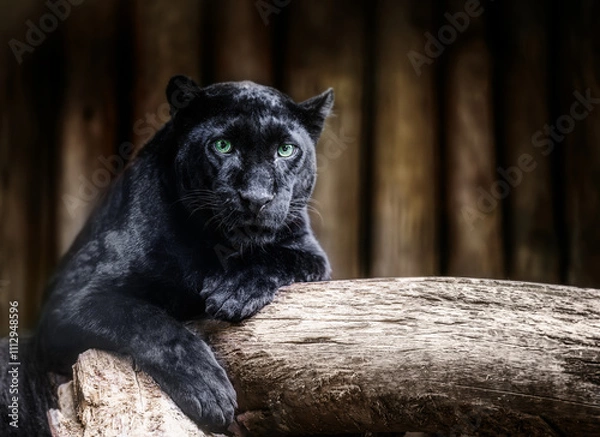 Fototapeta Black panther resting on a tree branch, staring intensely at the camera in a wild jungle setting