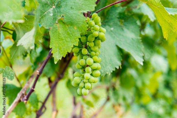 Fototapeta Clusters of green unripe grapes growing on vine in vineyard