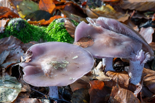 Obraz close-up of a pair of blewit fungus