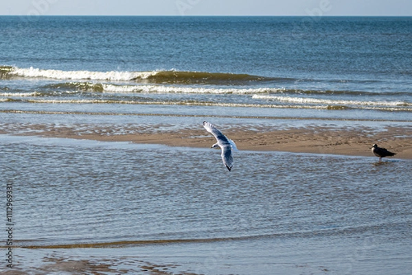 Fototapeta A peaceful coastal scene with a seagull gliding low over shallow waters, gentle waves in the background, and another bird resting nearby. Perfect for themes of nature, serenity, and seaside beauty