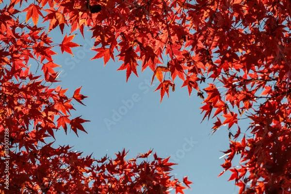 Fototapeta 燃えるように赤く色づいた楓の葉
