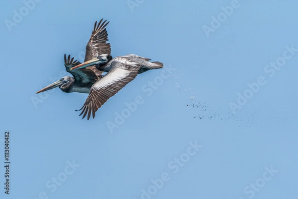 Obraz Peruvian pelicans defecating in flight