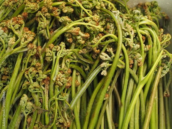 Obraz 収穫したワラビの背景素材