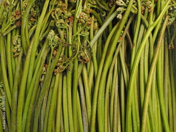 Obraz 収穫したワラビの背景素材