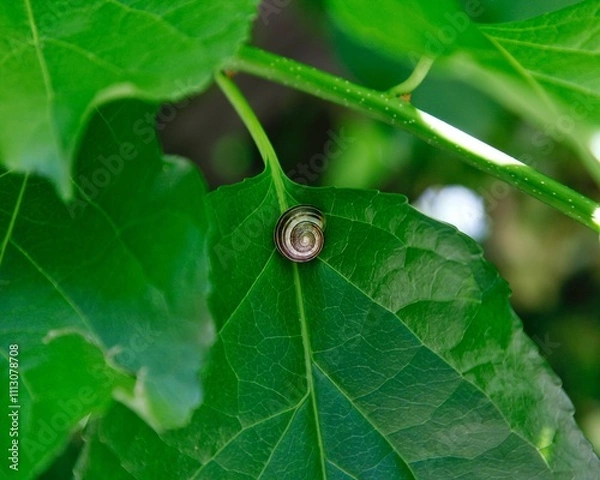 Obraz Snail sitting on a green leaf