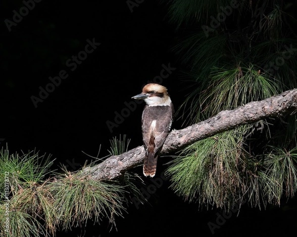 Obraz Kookaburra sitting in the sunlight