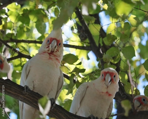 Obraz Cockatoos looking down on us
